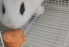 兔兔视频,趣味横生的萌宠日常大揭秘