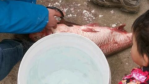 杀鱼视频,揭秘残忍捕捞过程
